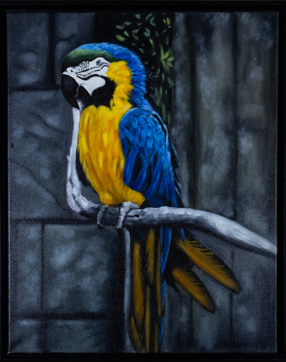 " The Blue and Gold Macaw"